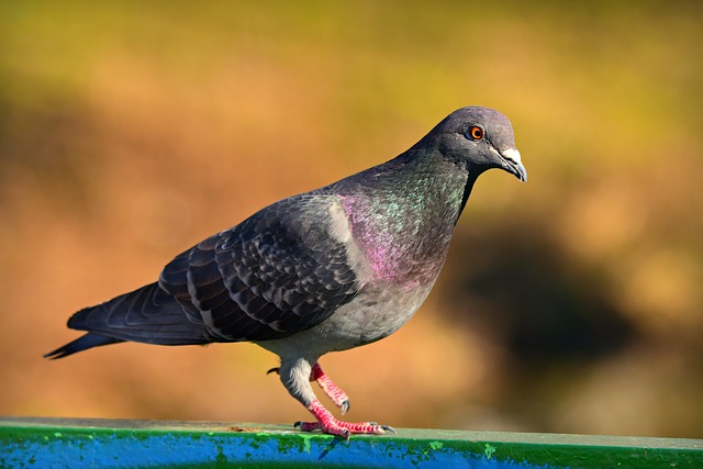 鳩イメージ